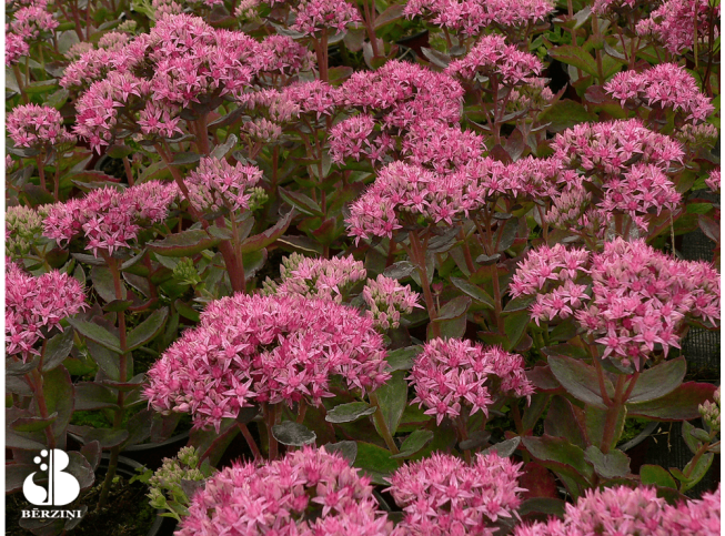 Sedum hybridum   'Munstead Dark Red'